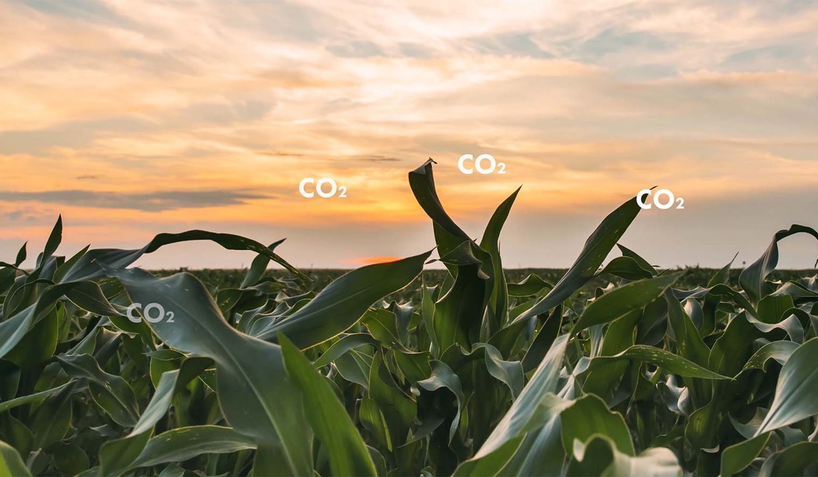 net-zero-plants-1